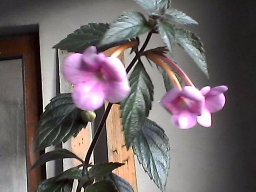 Photo0867 - Achimenes 2017