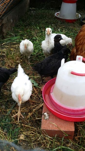  - Pui din Minorca si Isa Brown