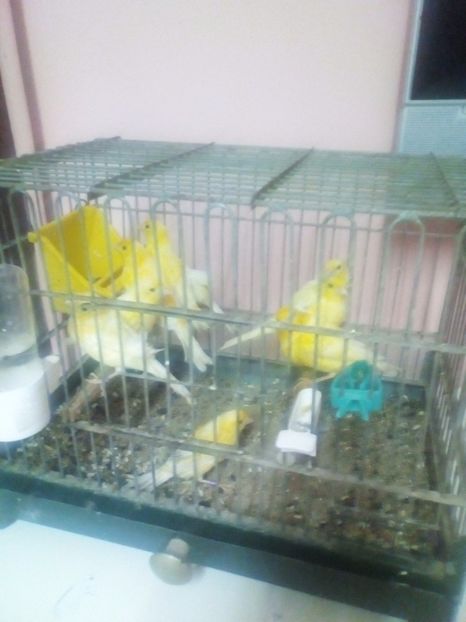  - imagini din crescatorie