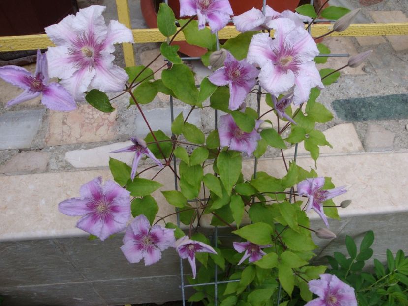 - Clematite