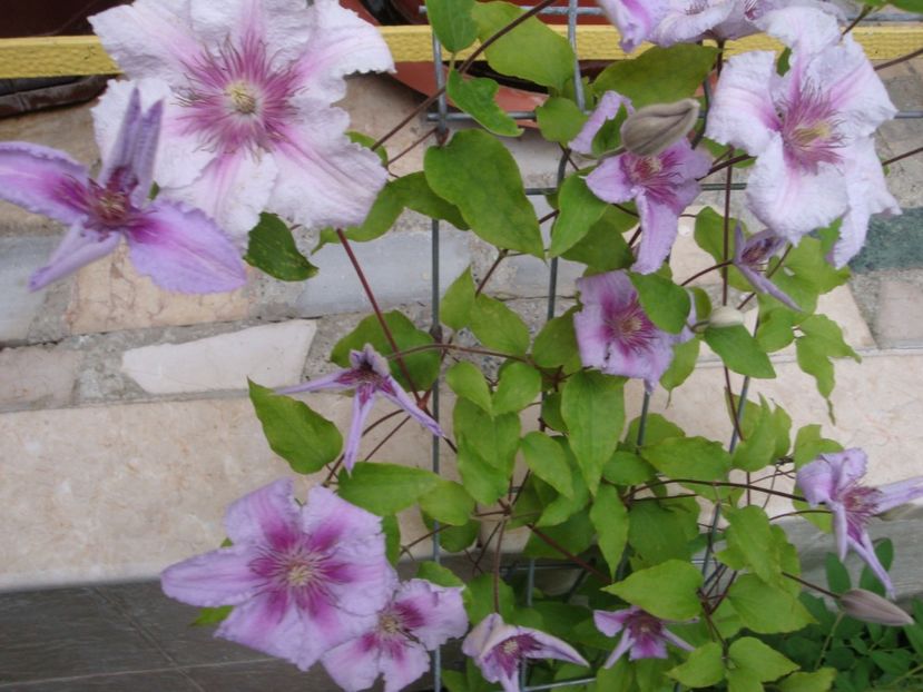  - Clematite