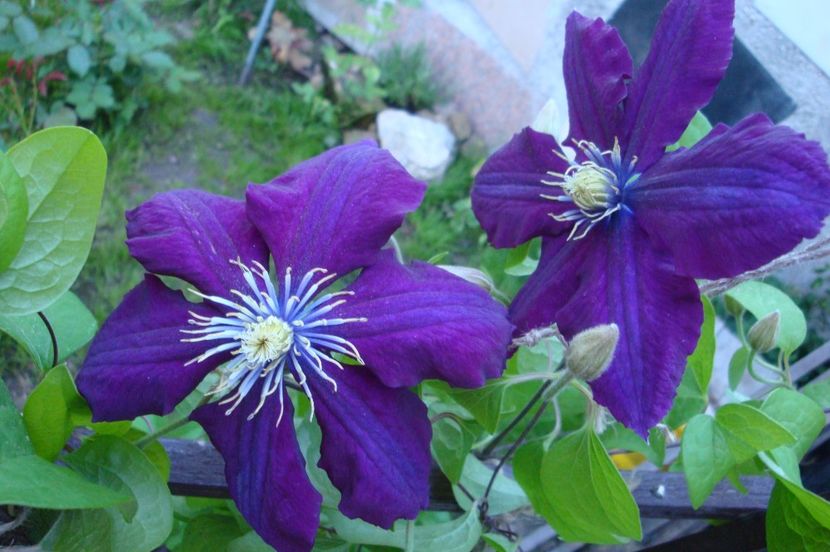 Rosemoor - Clematite