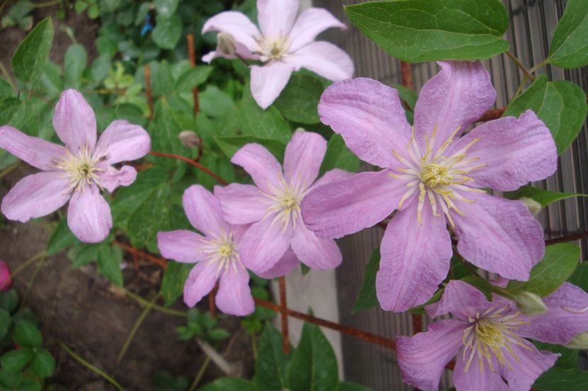 Comtesse de Bouchard - Clematite