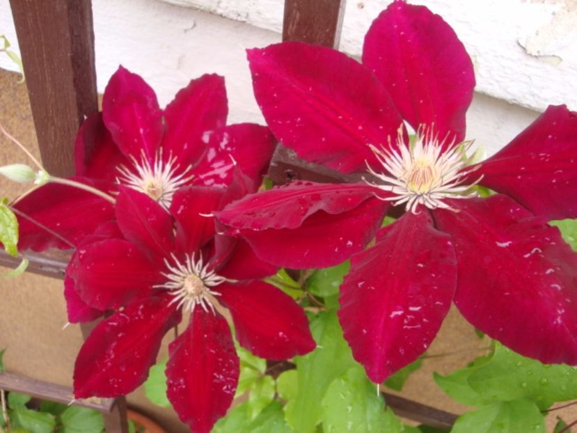 Rebecca - Clematite