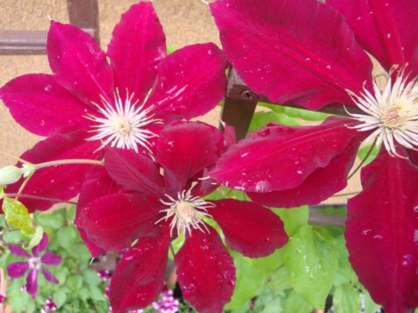  - Clematite
