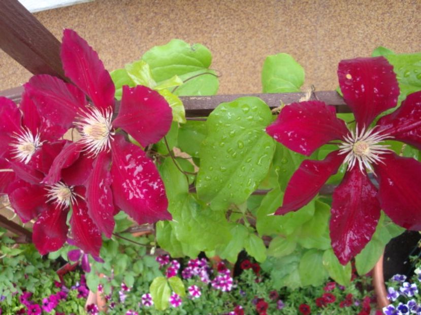  - Clematite