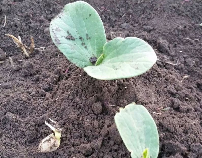 ATLANTIC GIANT SEMINTE INCOLTITE - Atlantic Giant Dovleac - cucurbita maxima