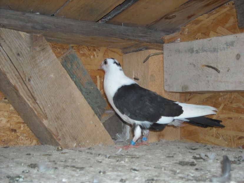 cazatoare 2017 - PUISORI  2017