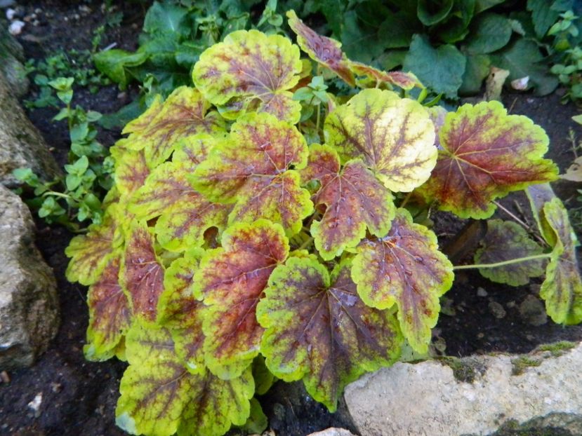 020 (2) - Prin iunie