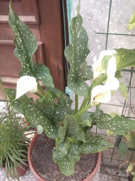  - z0 Zantedeschia aethiopica