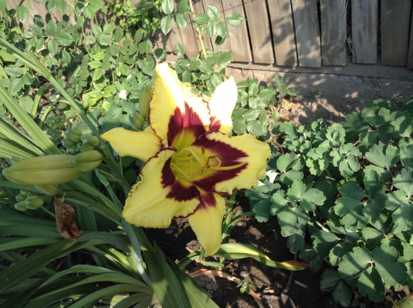 El desperado - Hemerocallisi 2017