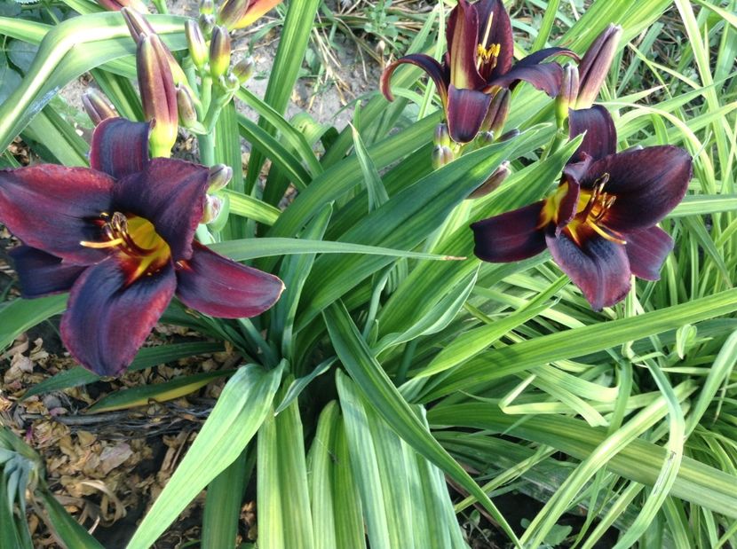 Chocolate candy - Hemerocallisi 2017