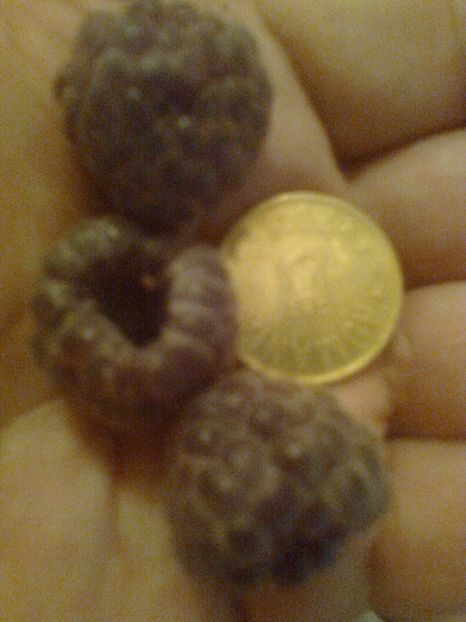 Tayberry Purple Raspberry,18.06.2017 - Gradina mea