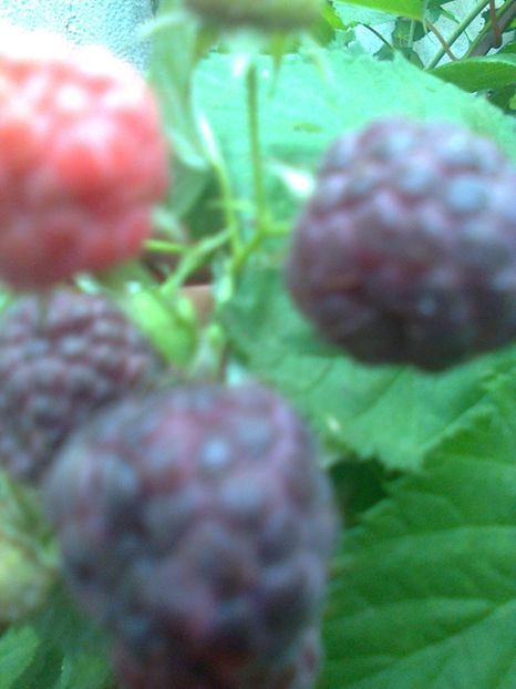Tayberry Glen Coe,18.06.2017 - Gradina mea