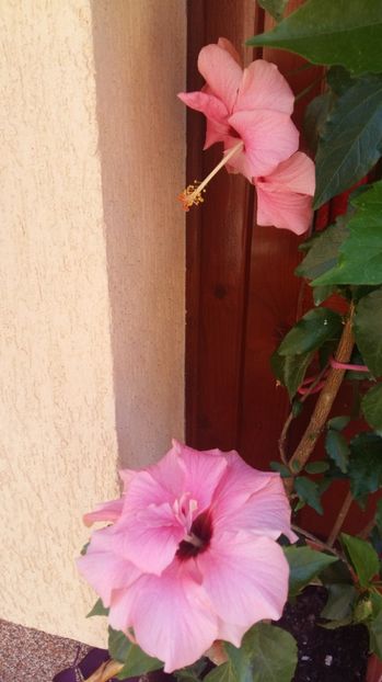  - 2017 HIBISCUS -TRANDAFIRI JAPONEZ