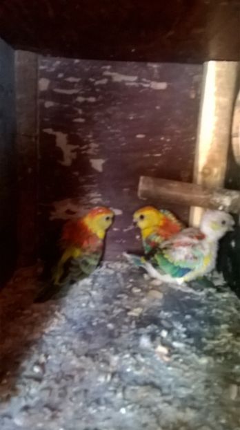  - Pui cantatori inelati 2017