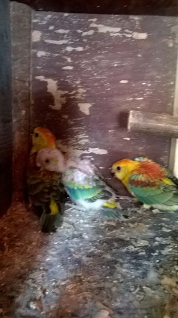  - Pui cantatori inelati 2017