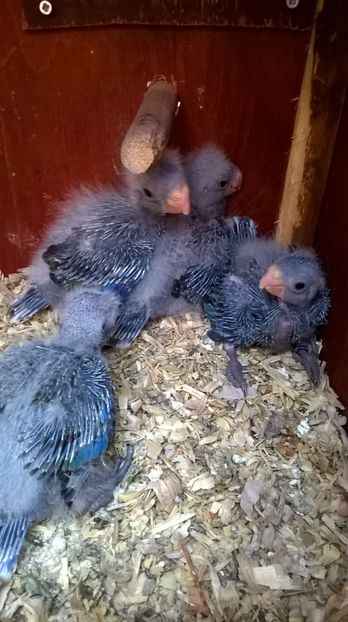  - papagali rosella penant