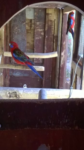  - papagali rosella penant