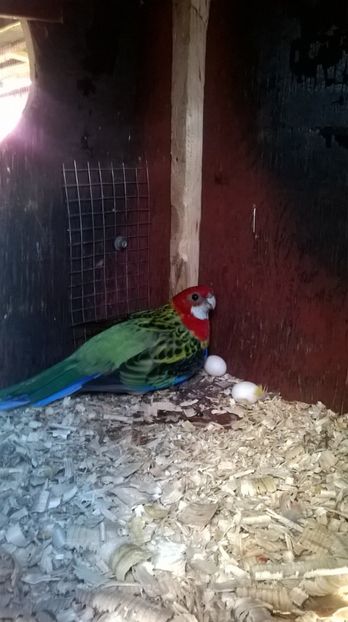  - Papagali rosella pui 2017