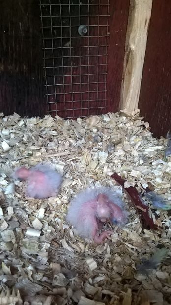  - Papagali rosella pui 2017