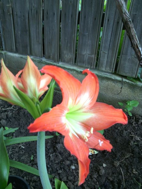  - 01-Flori din curtea mea 2017