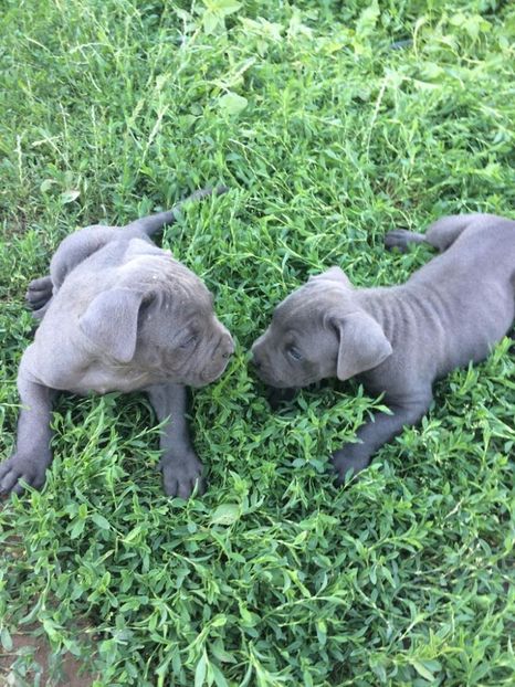 Joacă - Cane corso