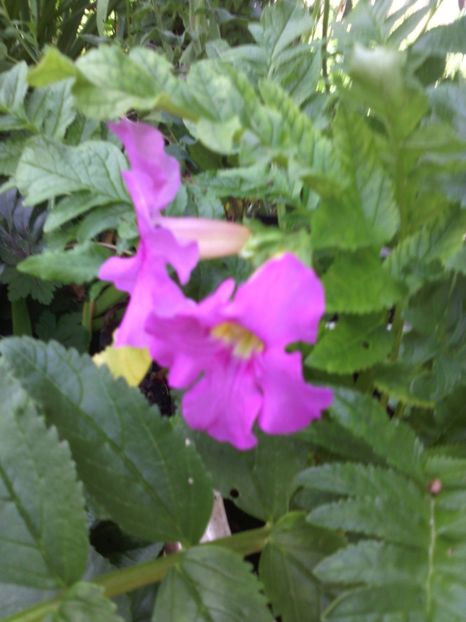  - 01-Flori din curtea mea 2017