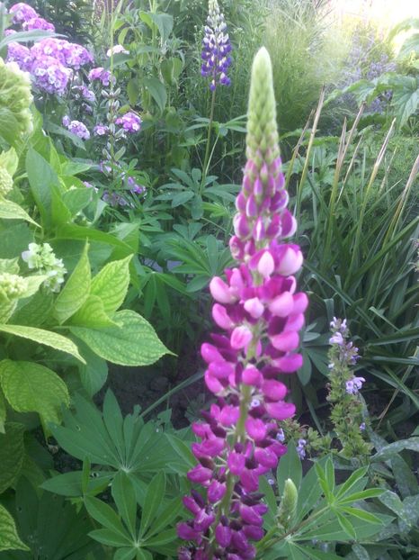  - 01-Flori din curtea mea 2017