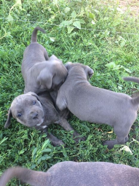 Micuții - Cane corso