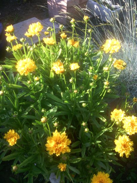  - 01-Flori din curtea mea 2017