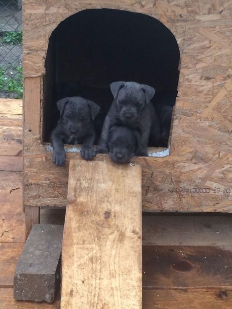 IMG-201 - Cane corso