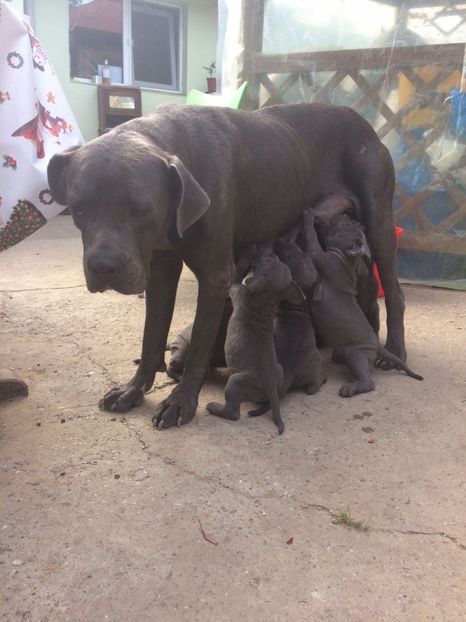 Romulus & Remus - Cane corso