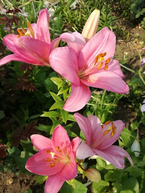  - Crini de tot felul 2017