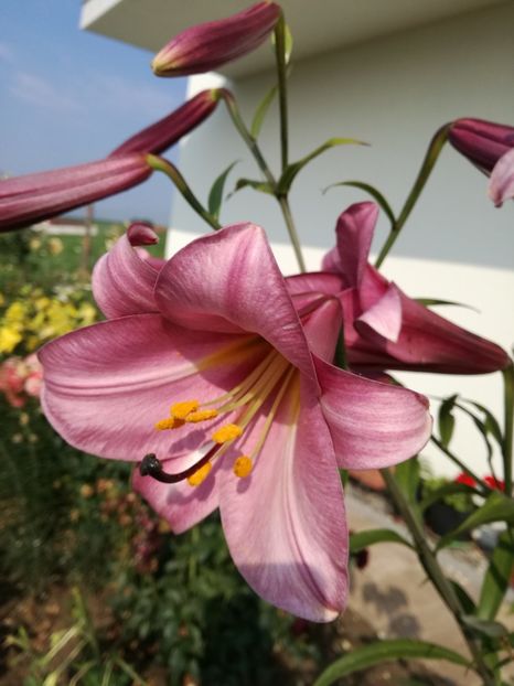  - Crini de tot felul 2017