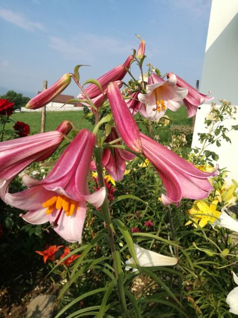  - Crini de tot felul 2017