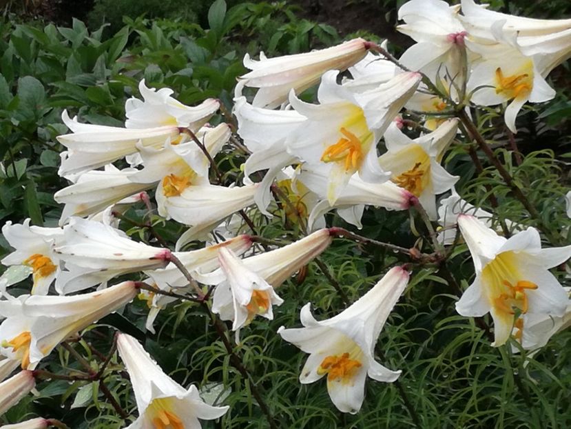  - Crini de tot felul 2017