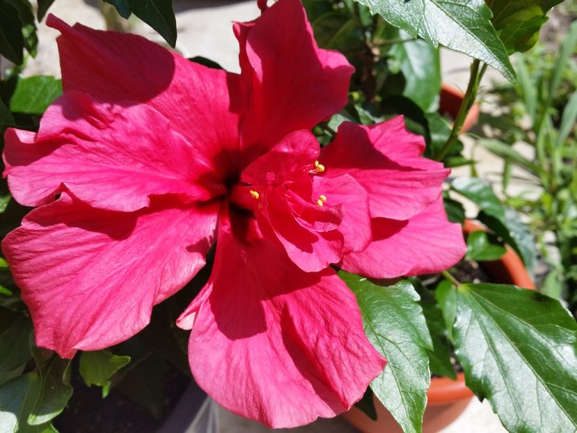  - hibiscus