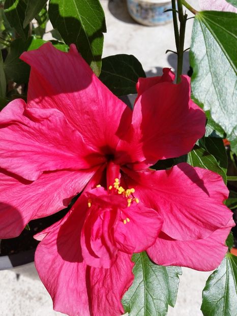  - hibiscus