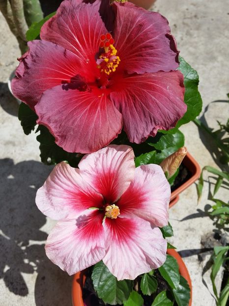  - hibiscus