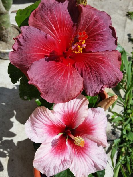  - hibiscus