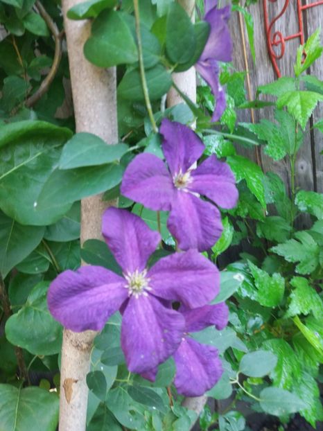  - Clematite 2017