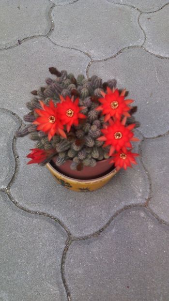 Frumusica! - Cactusi 2015-2020