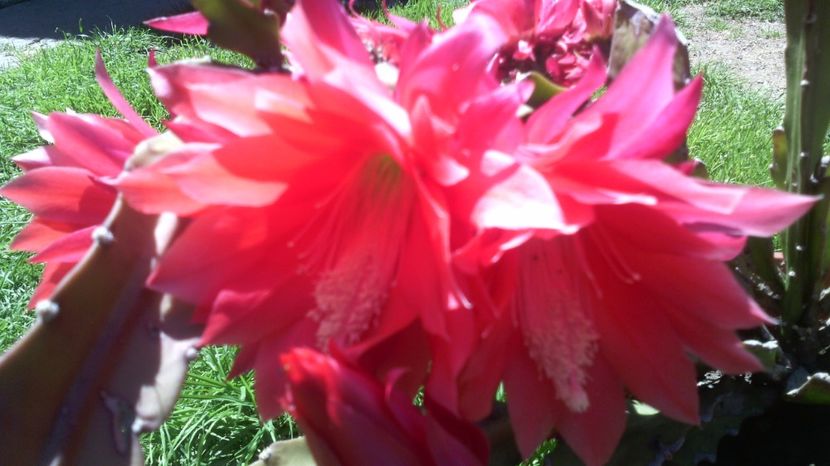 18.06.017 - Cactusi 2015-2020