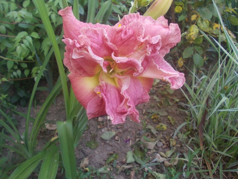  - hemerocallis