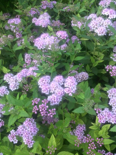  - 01-Flori din curtea mea 2017