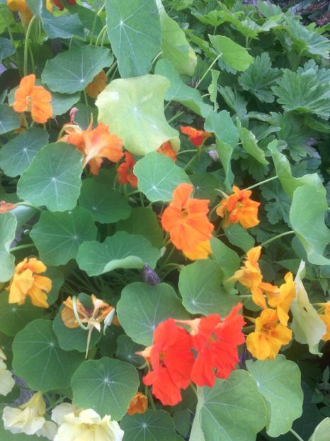  - 01-Flori din curtea mea 2017