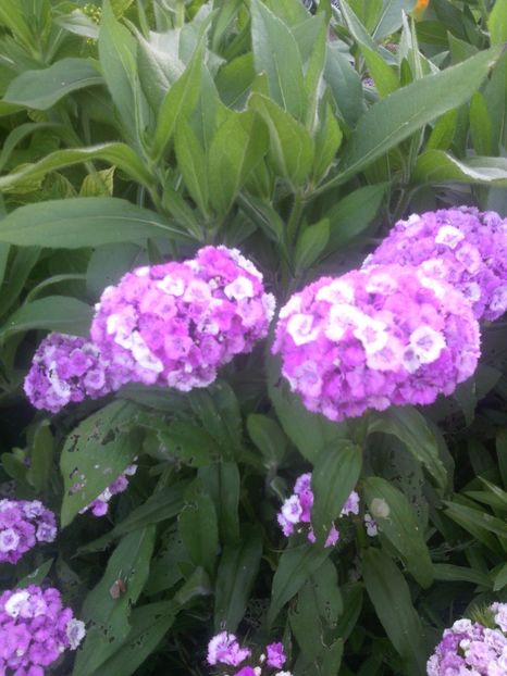  - 01-Flori din curtea mea 2017