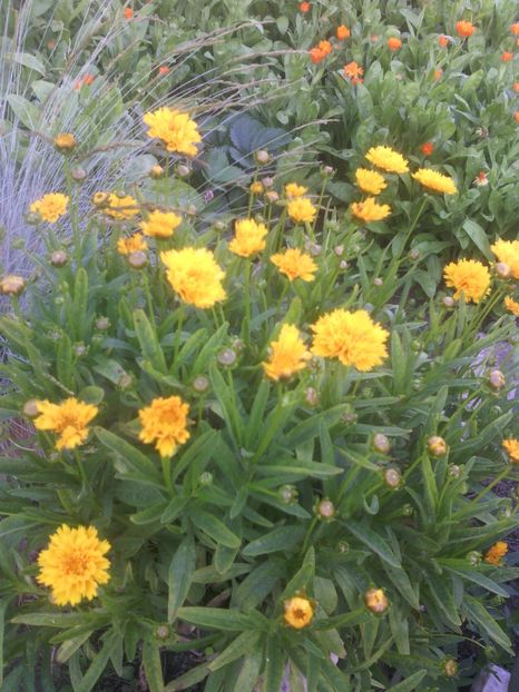  - 01-Flori din curtea mea 2017