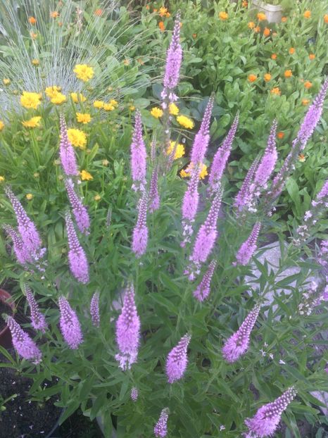  - 01-Flori din curtea mea 2017